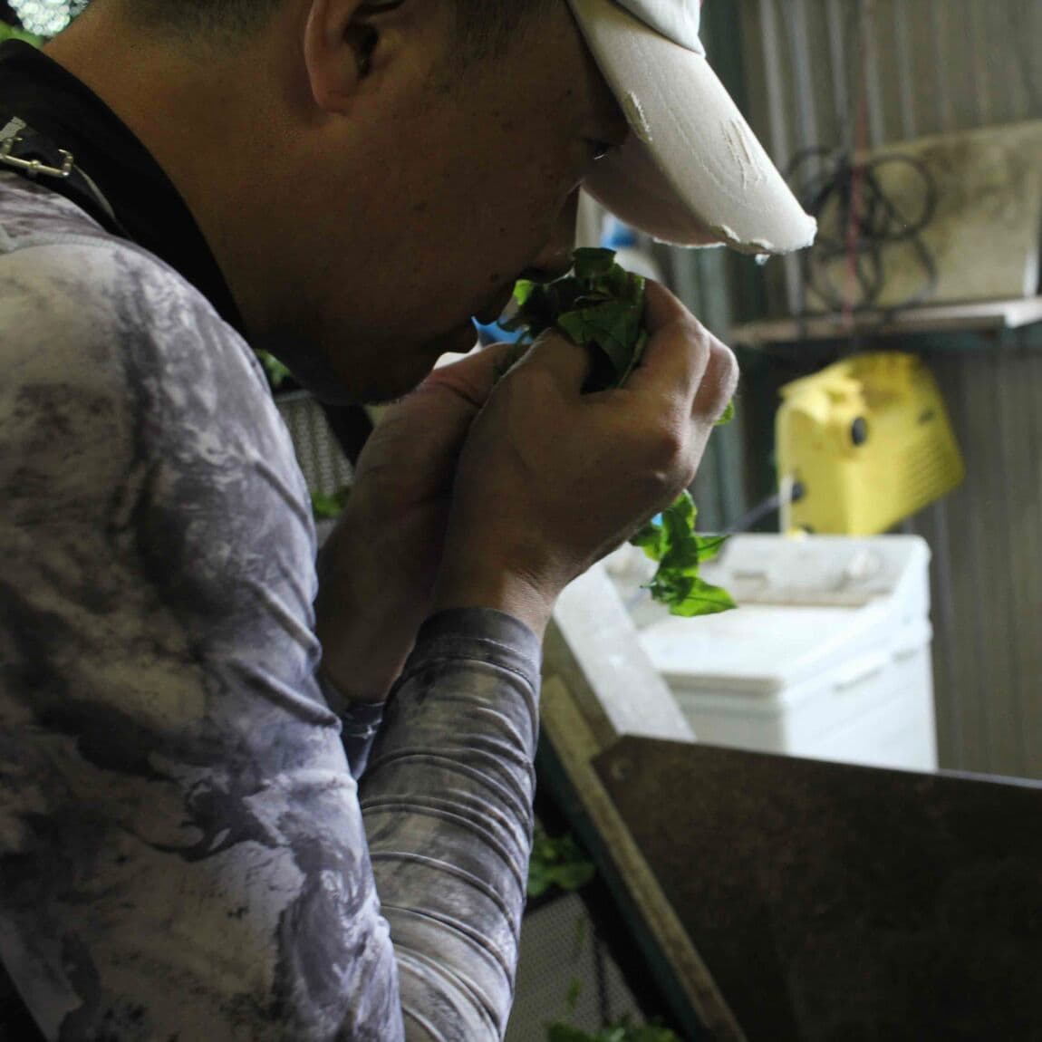 生産者が茶葉を確認している写真