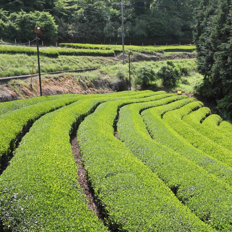 神奈川県限定発売の丹沢大山茶