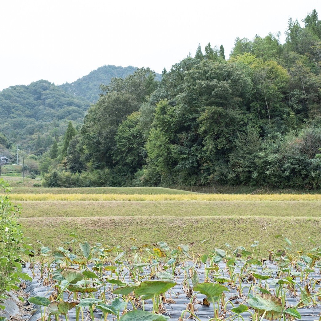景色