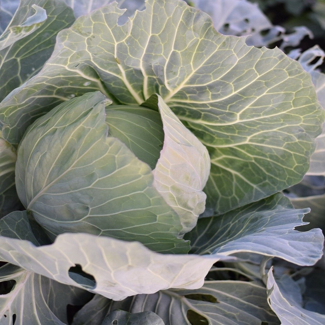 【近鉄四日市】今週の野菜が入荷しました｜入荷のお知らせ