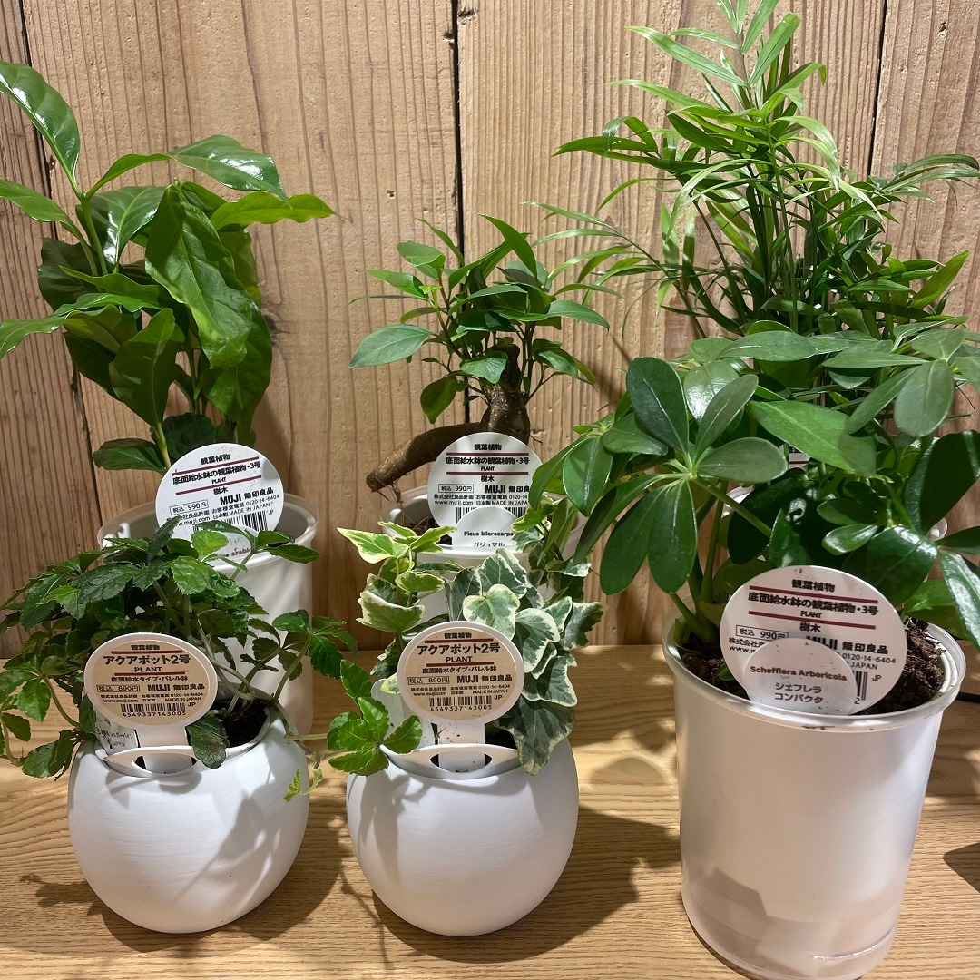 植物まとめ