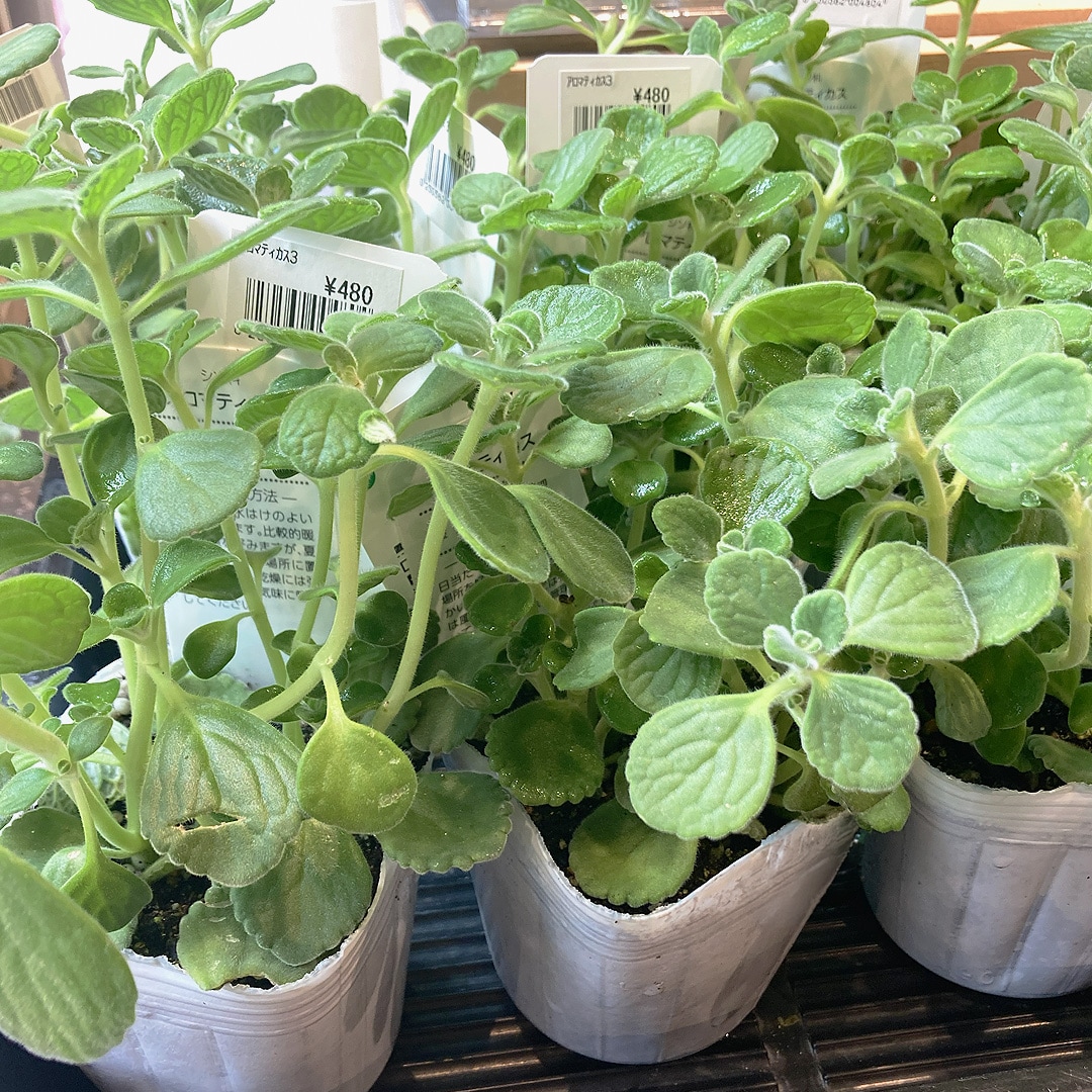 【マルエイガレリア】グリーン入荷のお知らせ_4qAbSz