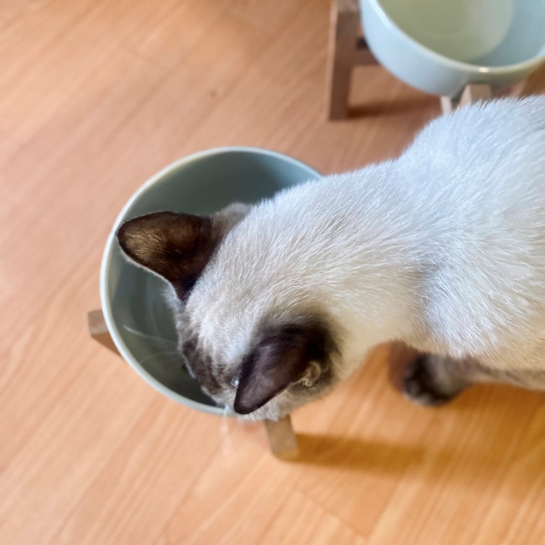 【エスパル福島】8月8日は「世界猫の日」_Up0gyq