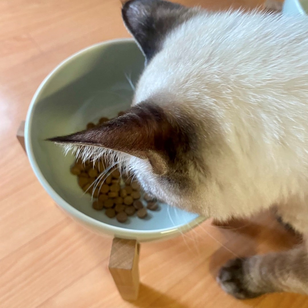 【エスパル福島】8月8日は「世界猫の日」_Osq2pr