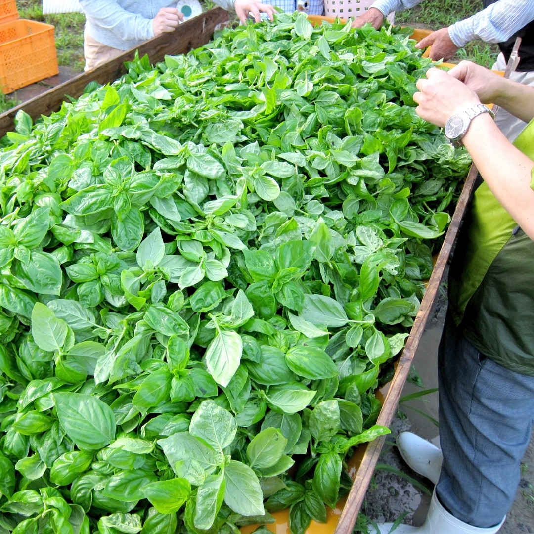 神戸阪急_バジルソース