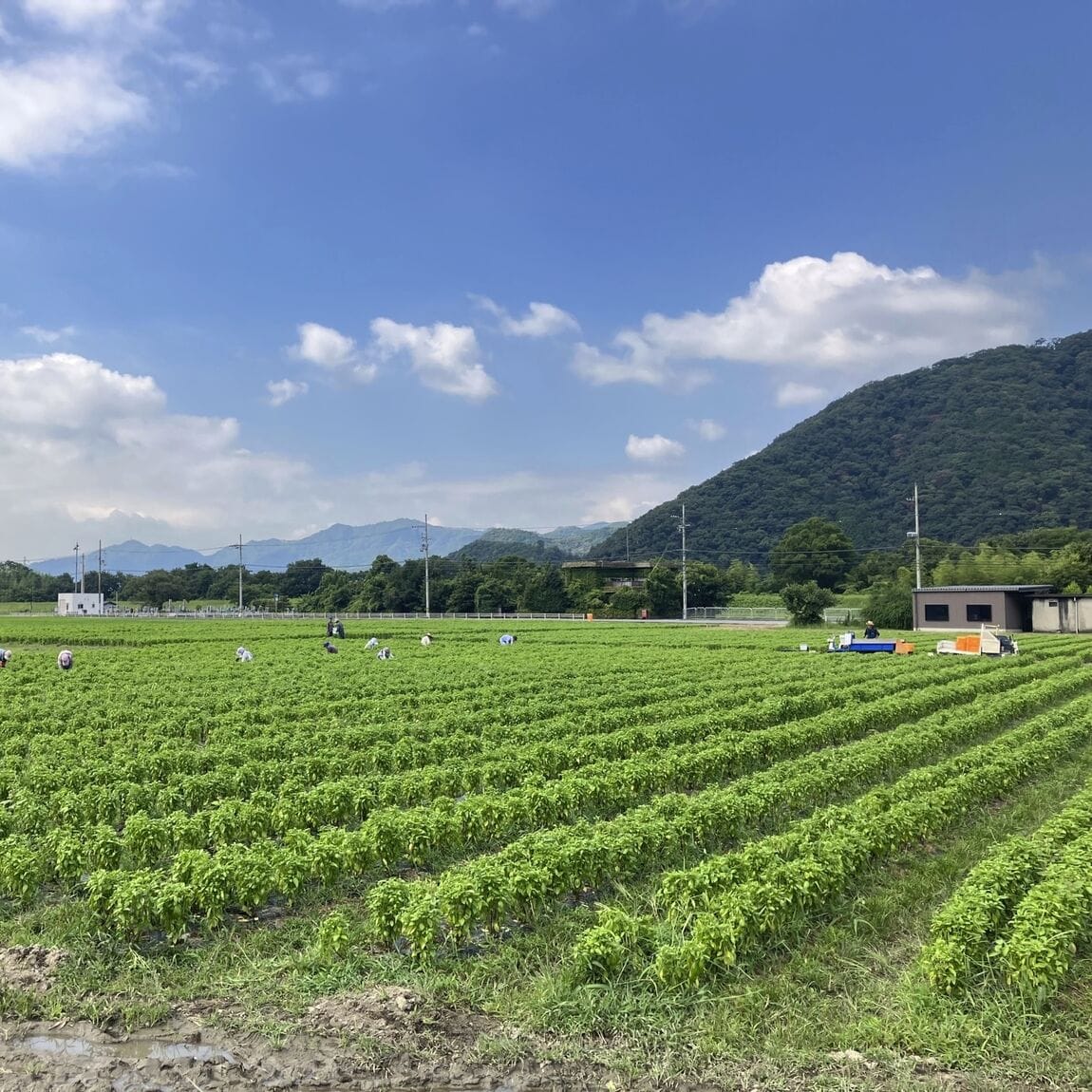 バジル　畑