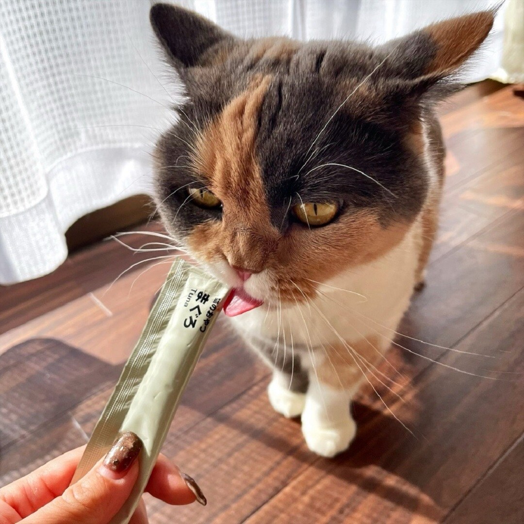 【ヨークタウン小山雨ヶ谷】猫たち満足ごはん