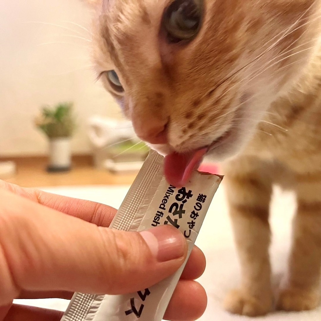 【ザ・モール仙台長町】素材を生かした猫のおやつを食べている様子
