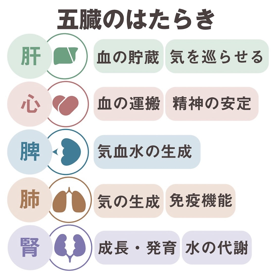 五臓