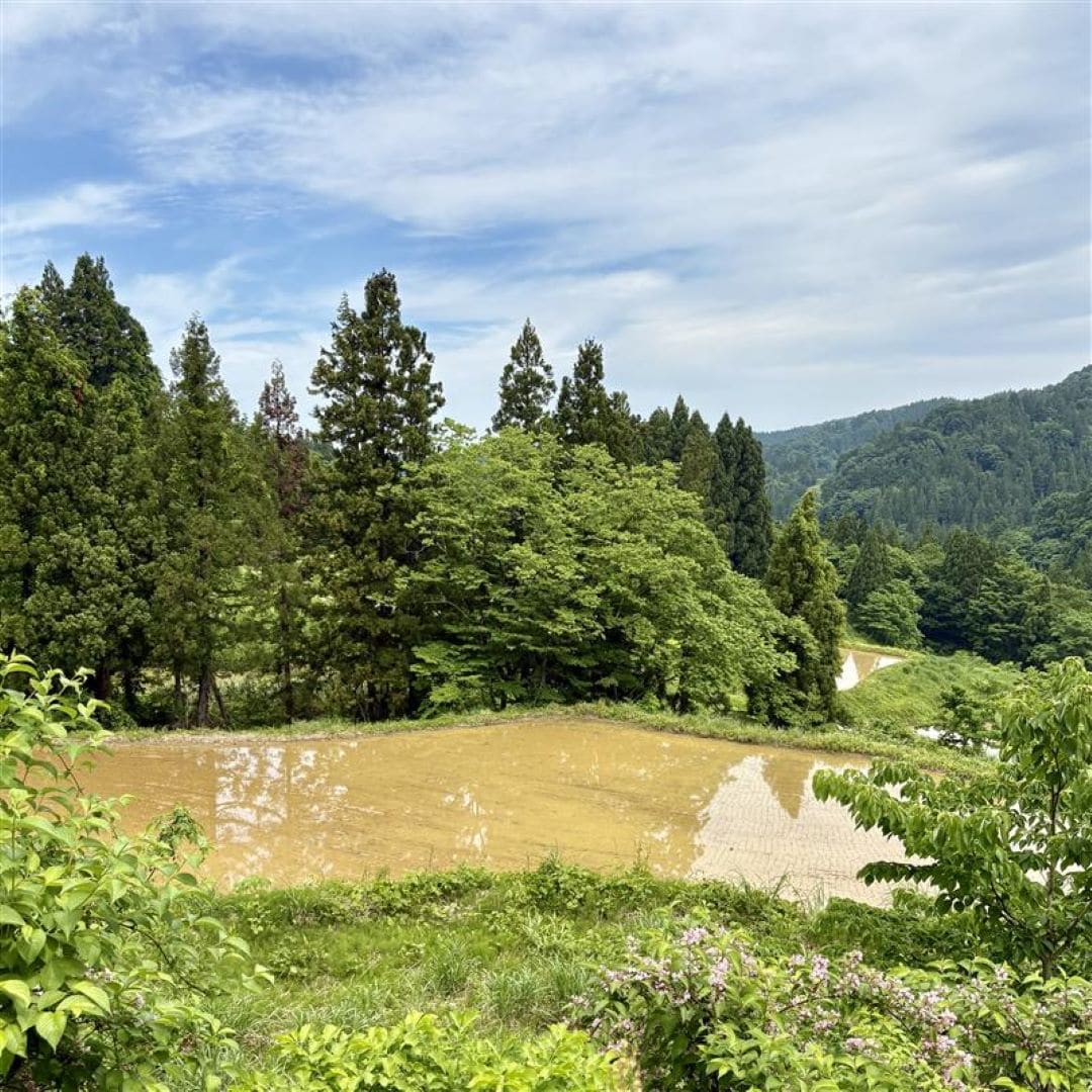 田植え後の棚田の様子
