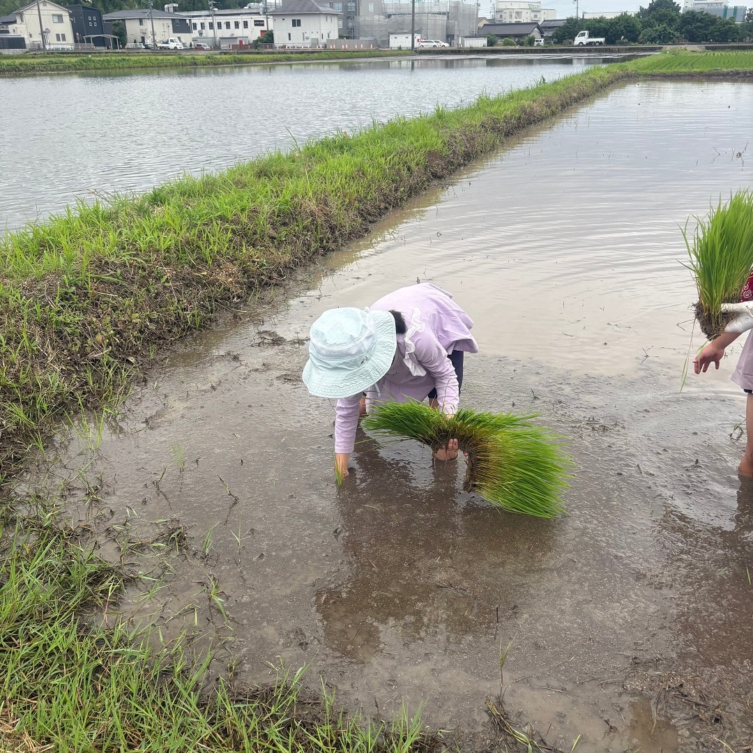 田植え実践③