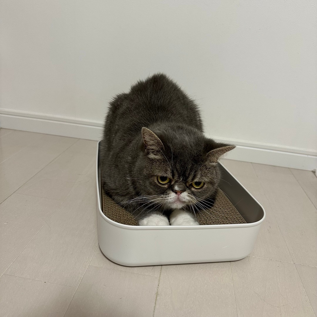 ふせ