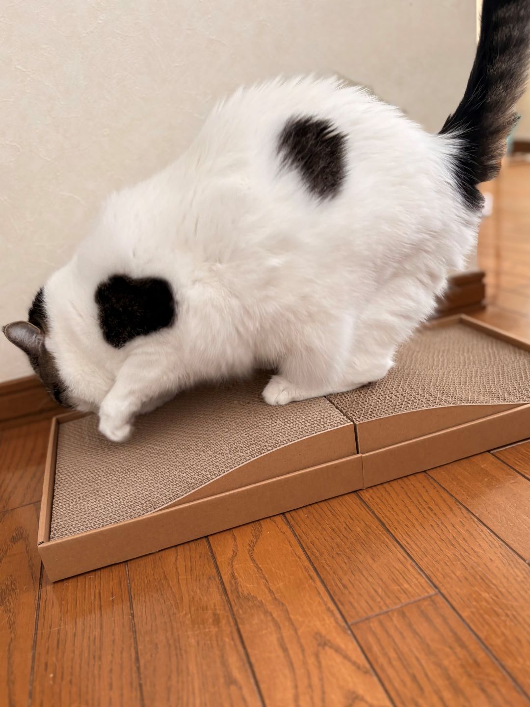 爪とぎ　やってる