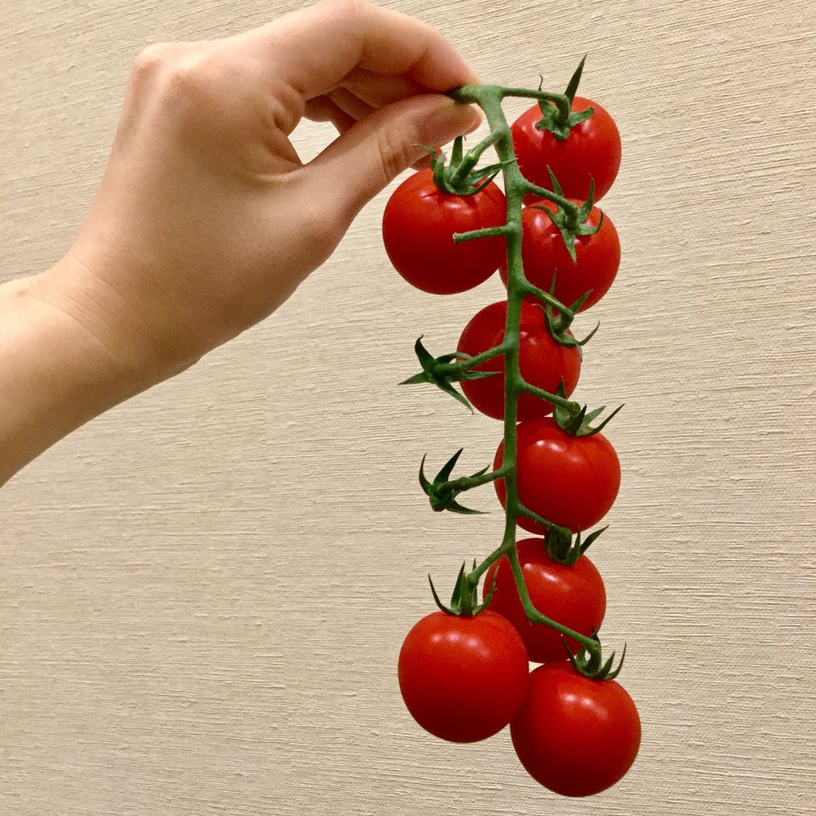 【ららぽーと名古屋みなとアクルス】房どれミニトマト再販します！