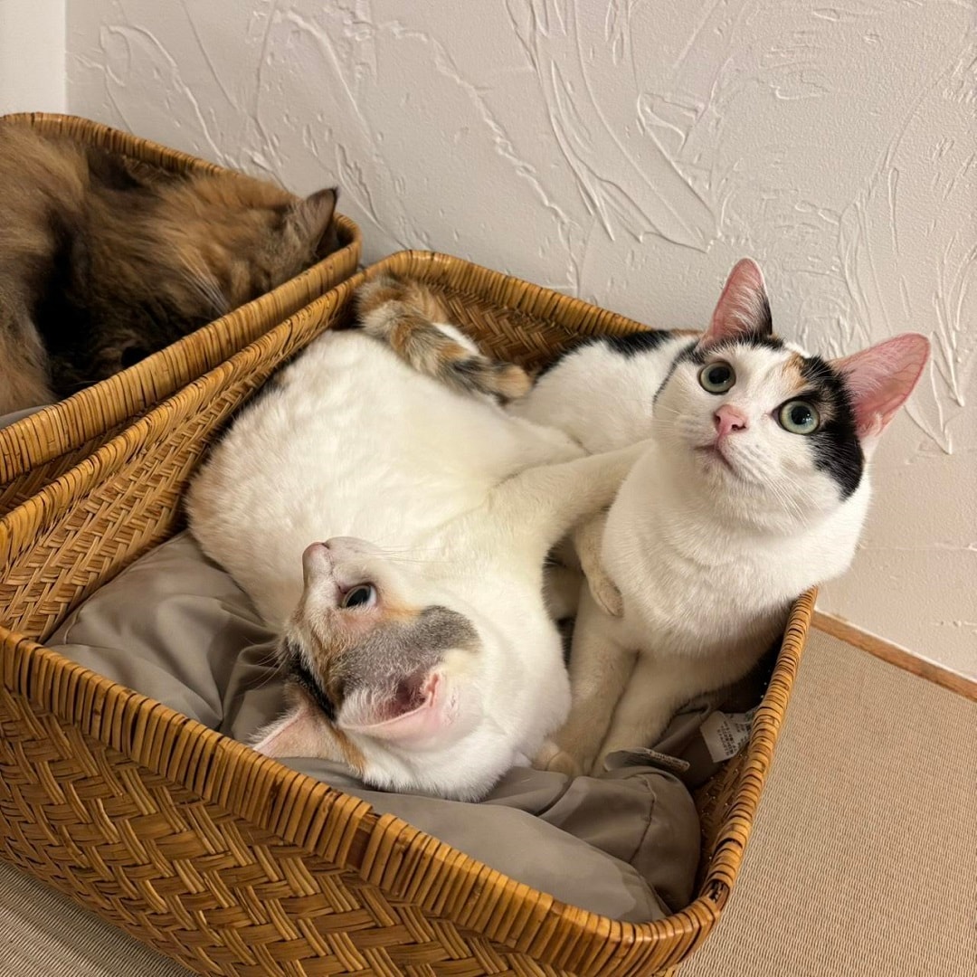 使用③いろきな入り