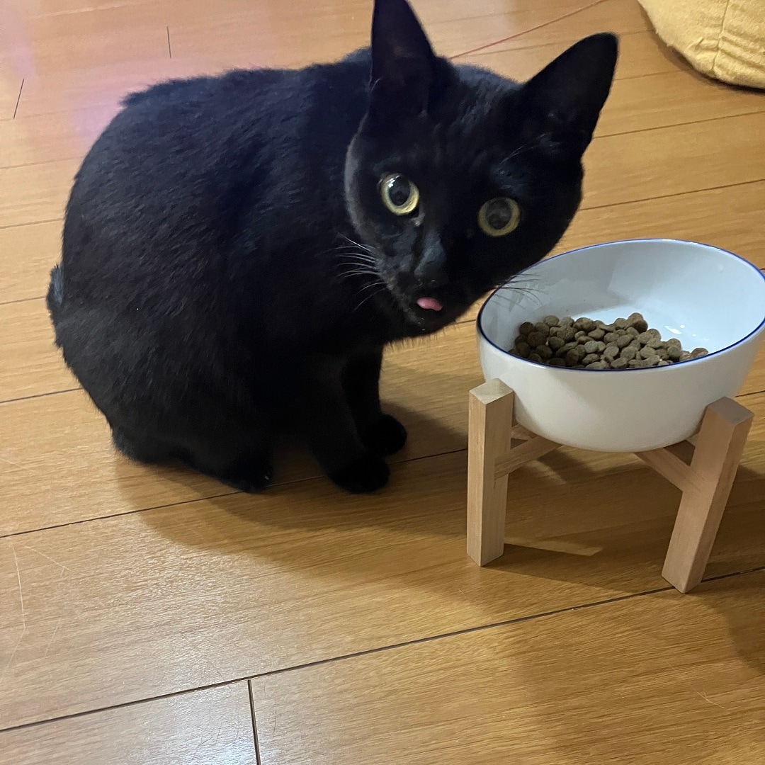 猫③