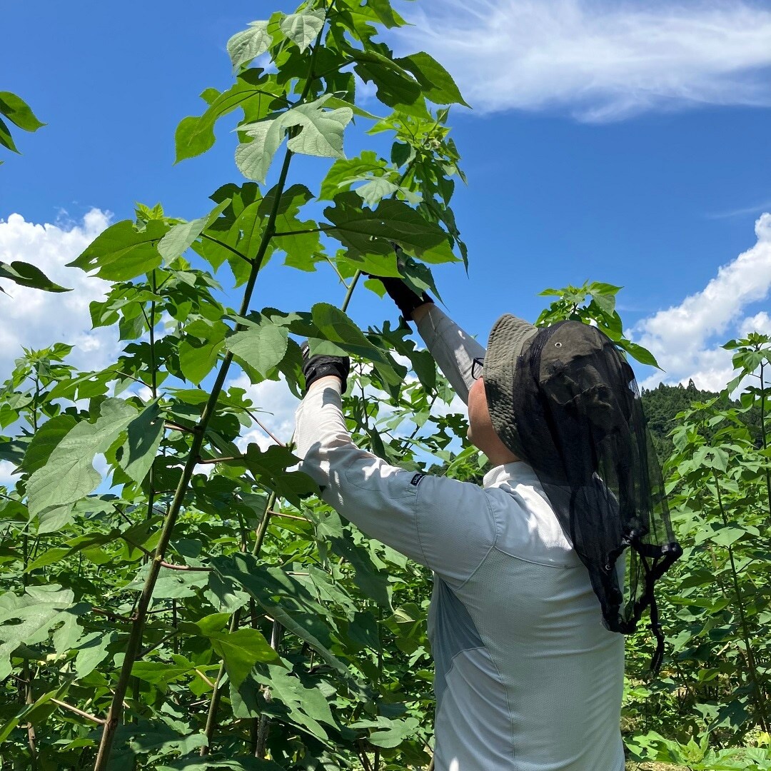 こうぞの収穫をしている写真