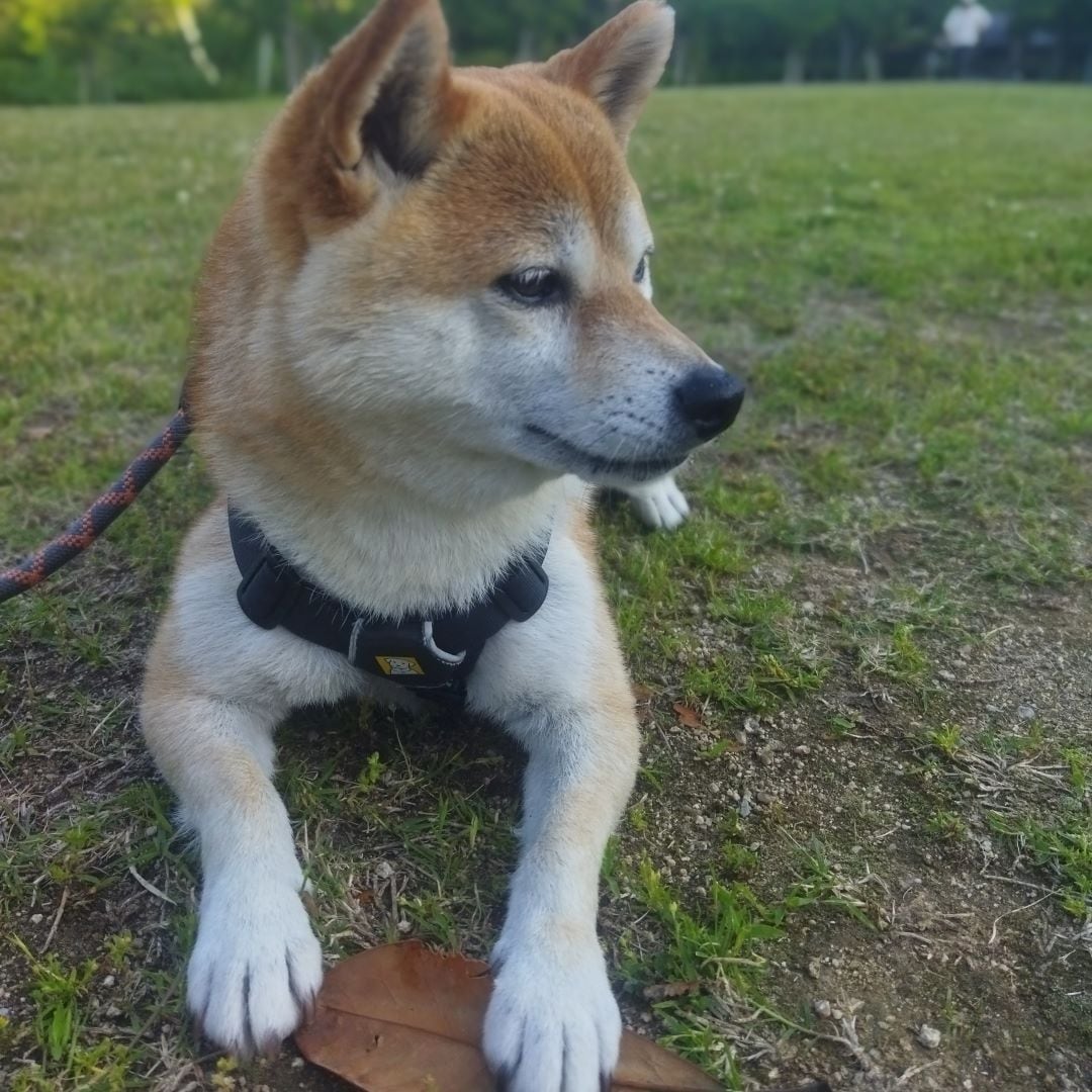 【神戸阪急】エム