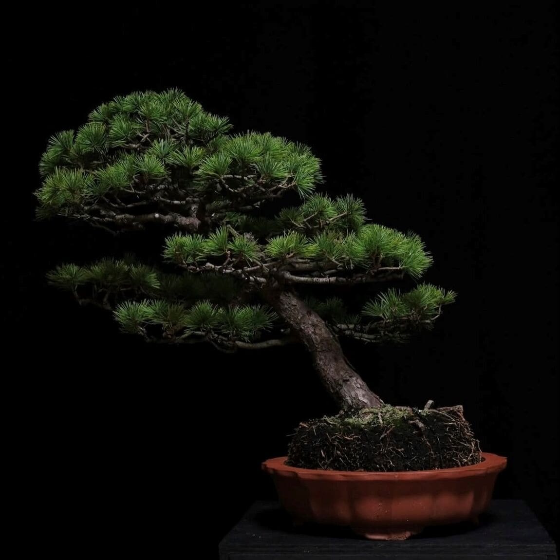 盆栽ワークショップ