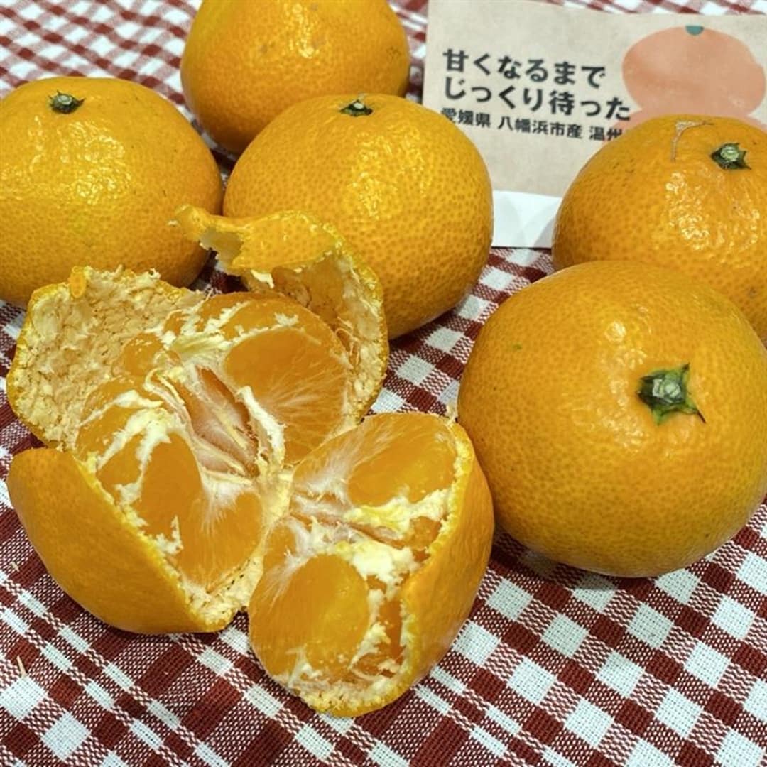 【宇都宮インターパークビレッジ】甘くなるまでじっくり待った温州みかん