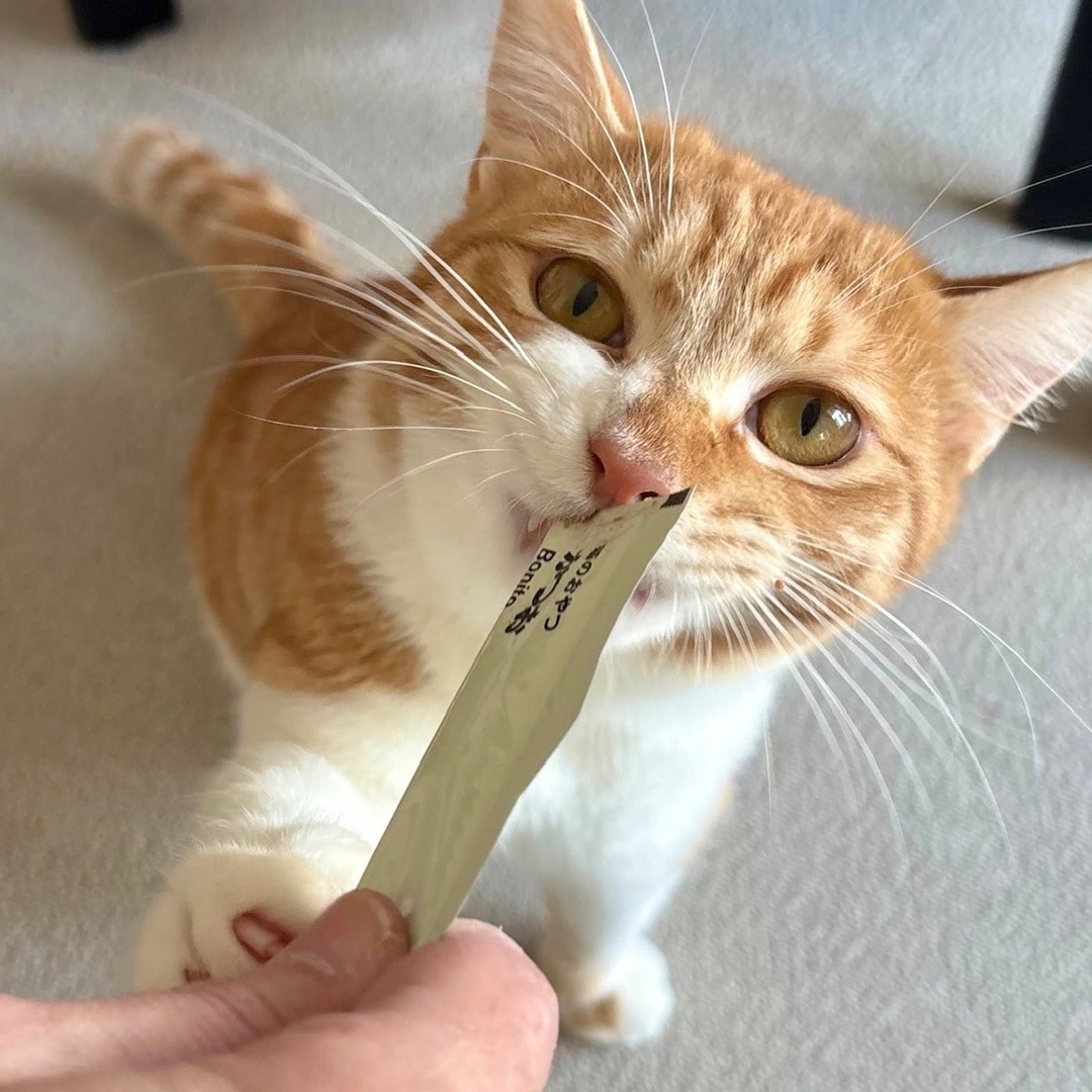 【ザ・モール仙台長町】素材を生かした猫のおやつを食べている様子