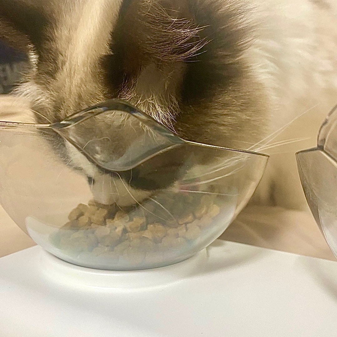 【ザ・モール仙台長町】素材を生かした猫のごはん　魚だし香る国産鶏肉と玄米を食べている様子