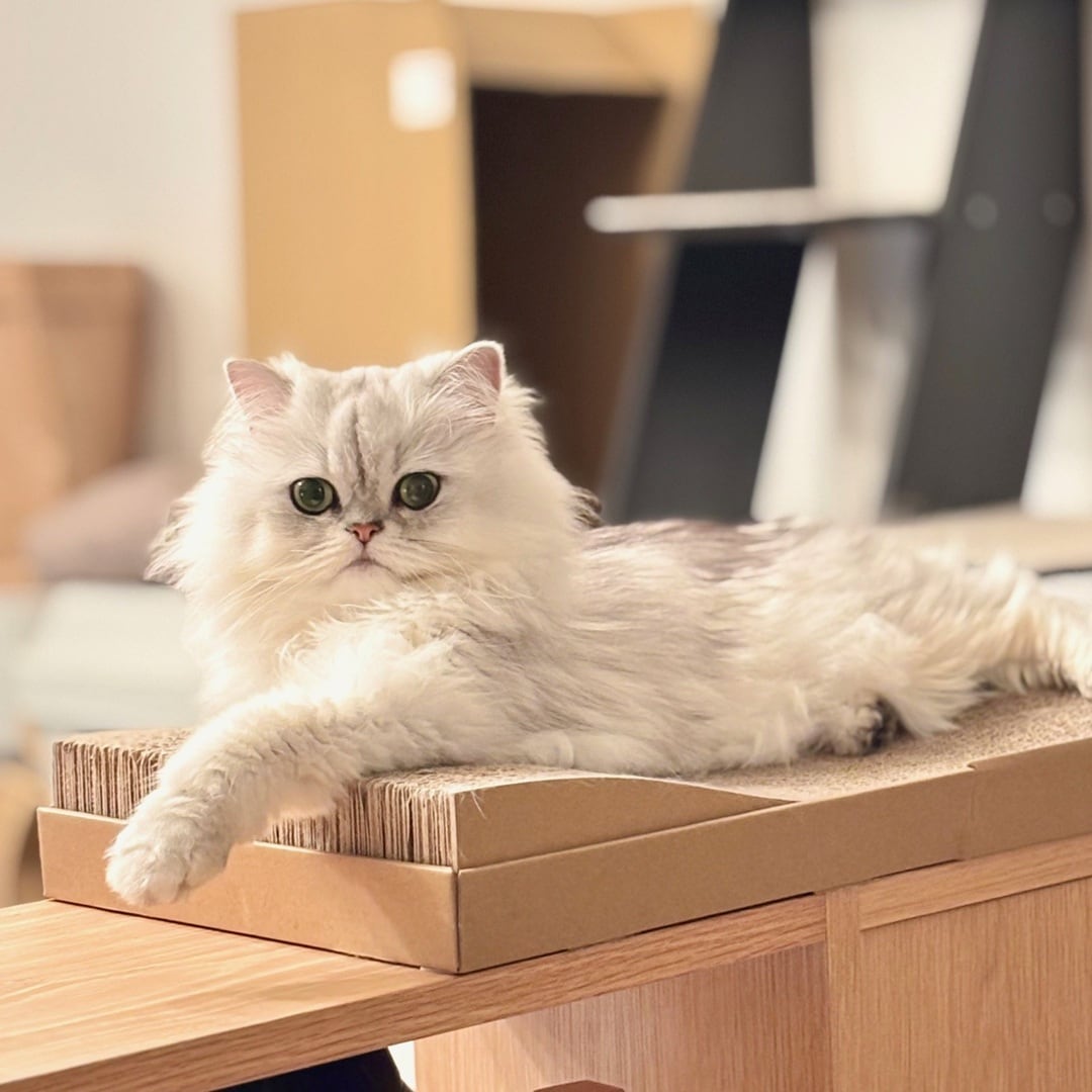 【ザ・モール仙台長町】ダンボール　爪とぎベッド