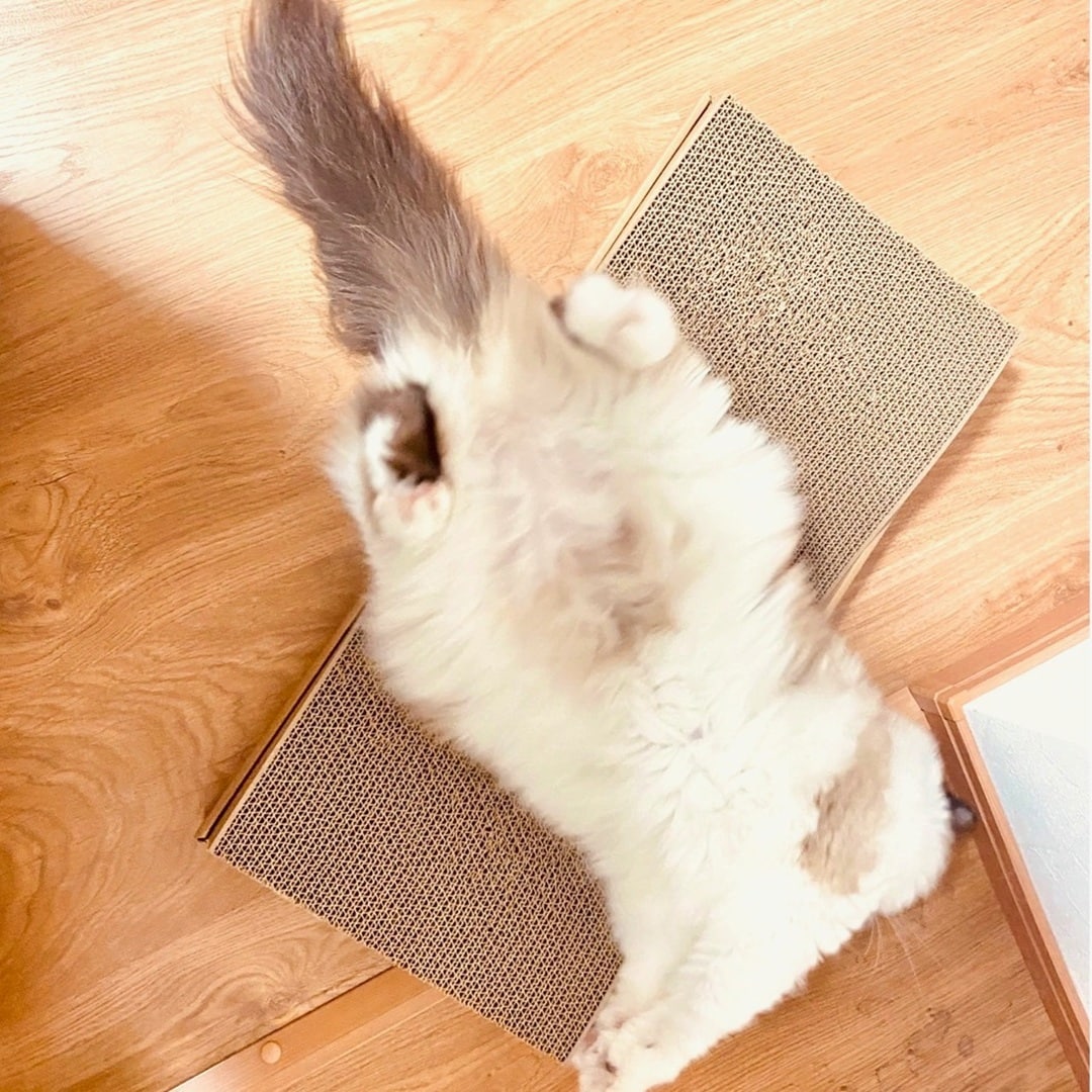 【ザ・モール仙台長町】ダンボール　爪とぎベッド