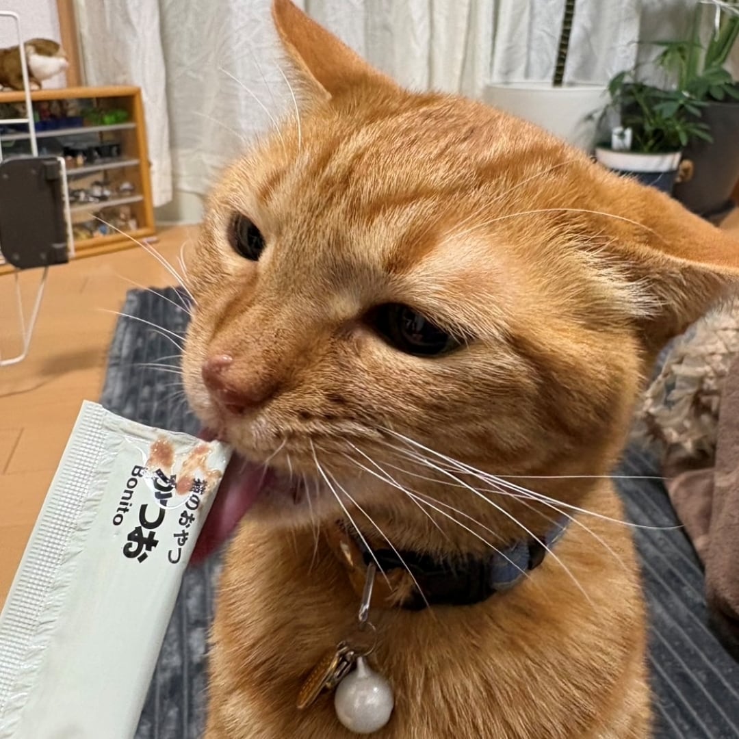 ねこおやつかつお