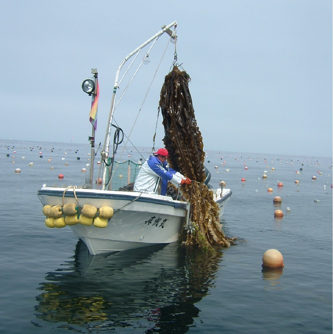 昆布漁