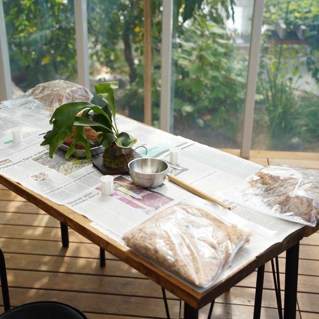 神戸阪急_ビカクシダ