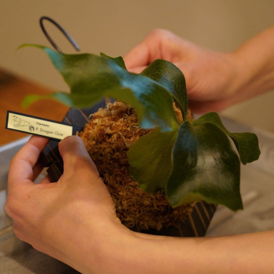 神戸阪急_ビカクシダ