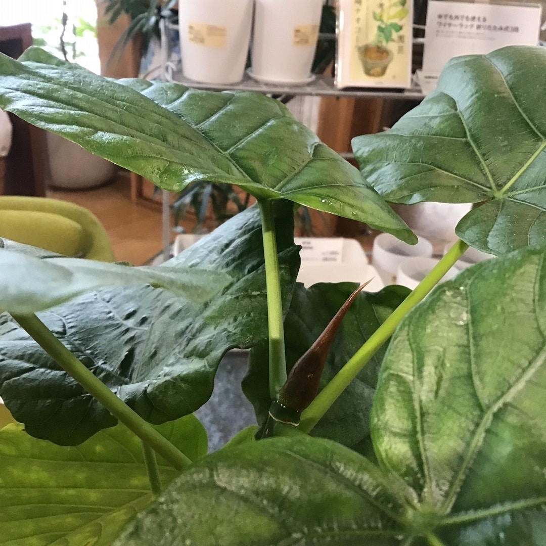 COCOSA熊本下通【】　新芽