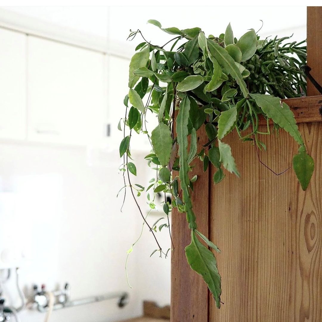 神戸阪急_グリーン