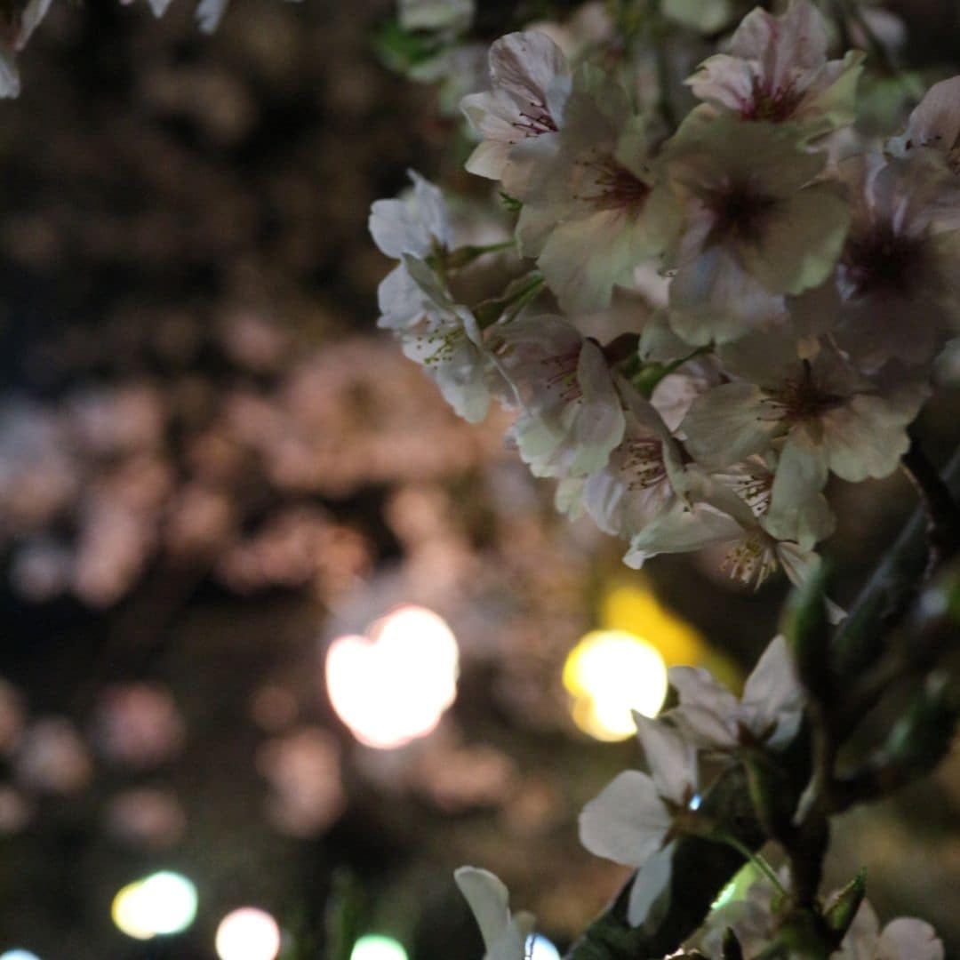 夜桜