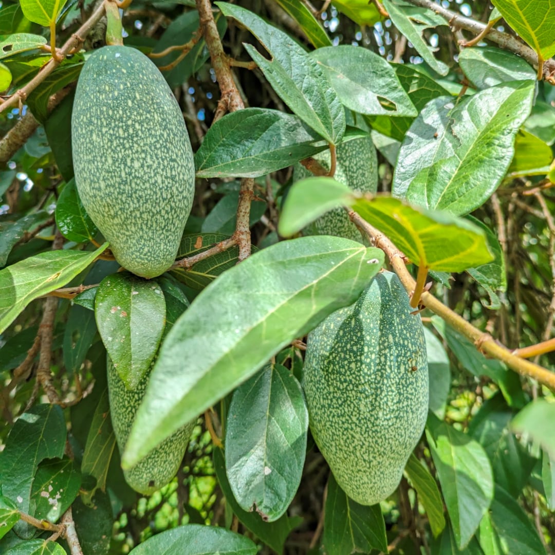 神戸阪急_つながる市