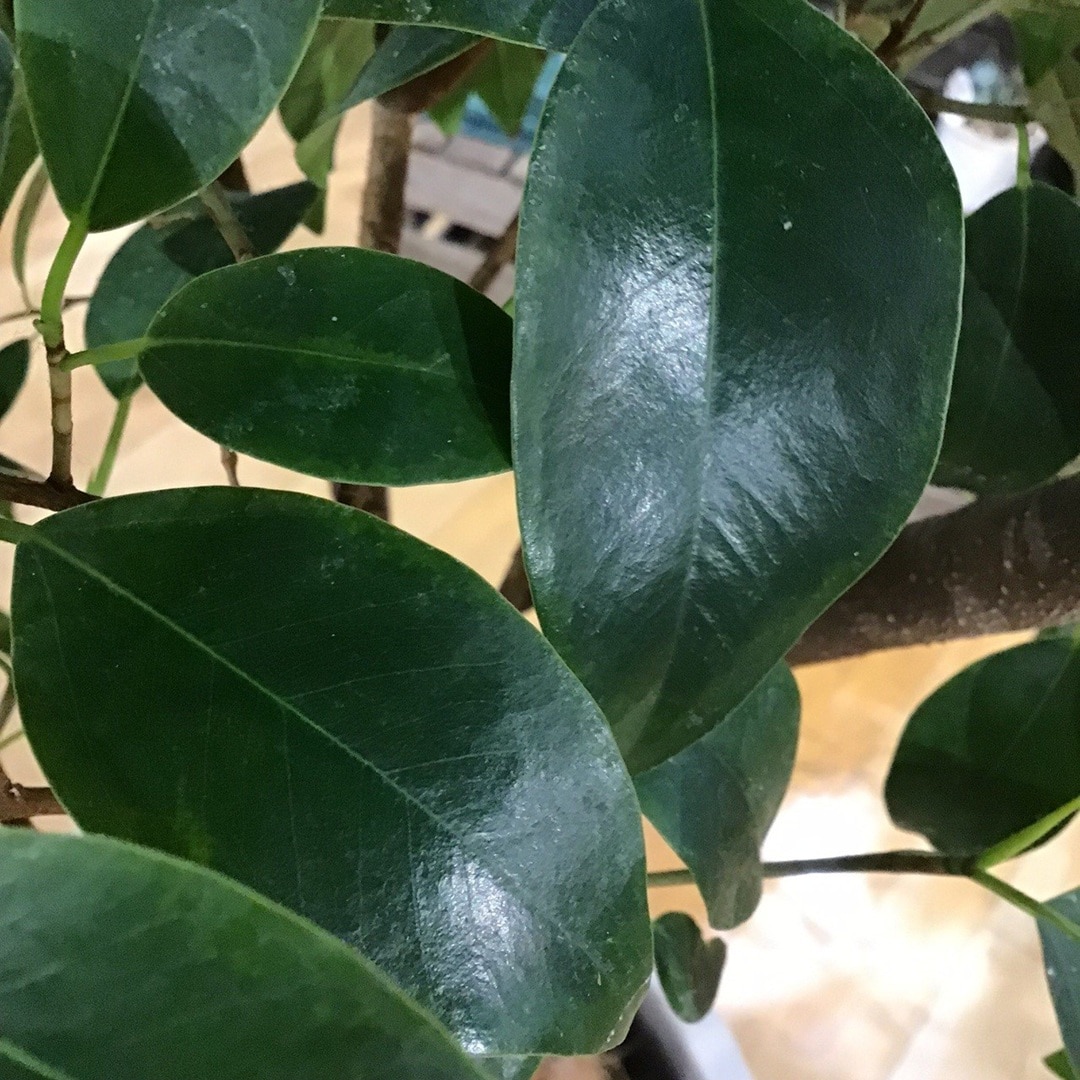 【COCOSA熊本下通】楽しかったです。