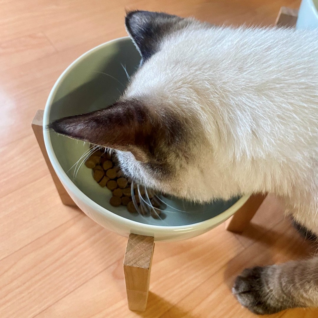 【エスパル福島】8月8日は「世界猫の日」_JD73I9