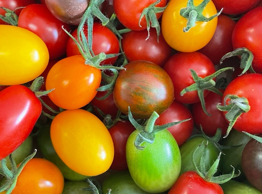【シエスタハコダテ】「Local Farmers つながる市」_A07fpm
