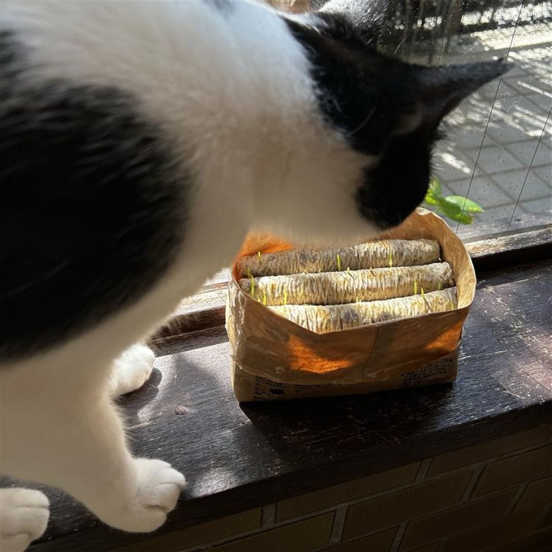 【ゆめタウン姫路】愛猫お気に入り無印良品の猫草_c66ur4