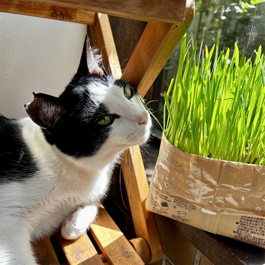 【ゆめタウン姫路】愛猫お気に入り無印良品の猫草_wW2gId