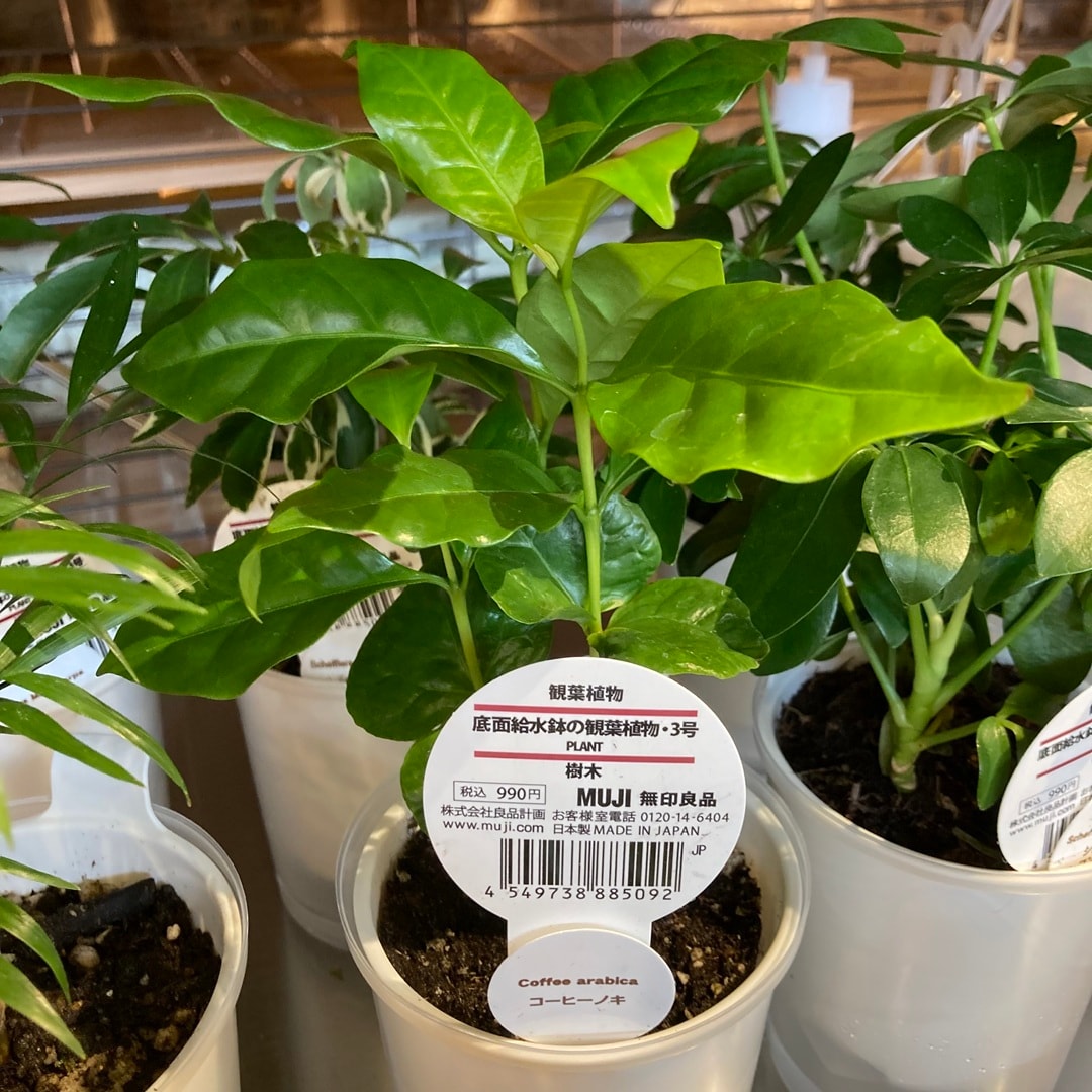 【那珂川】グリーン入荷しました！_t9OG95
