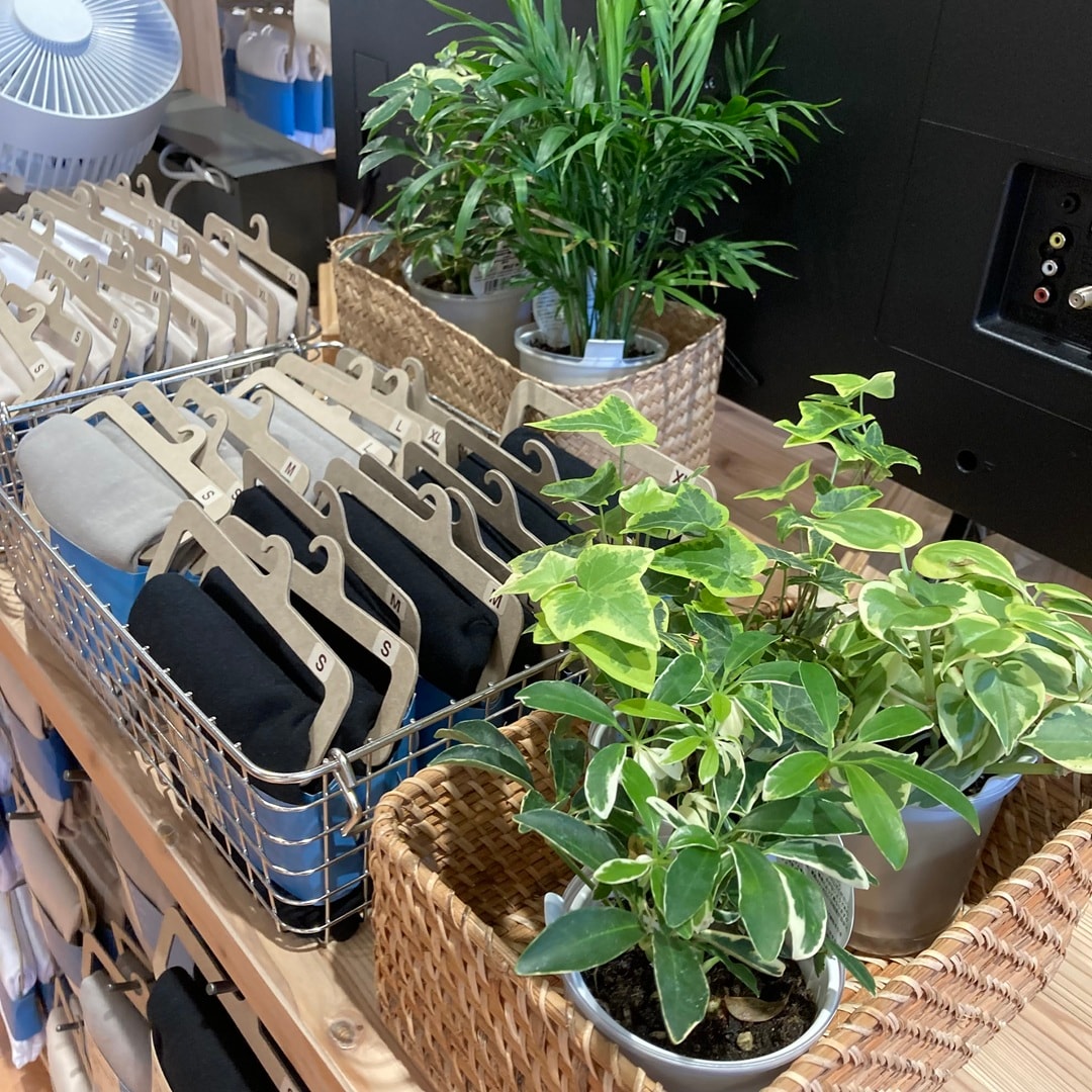 【那珂川】グリーン入荷しました！_JWO0d2
