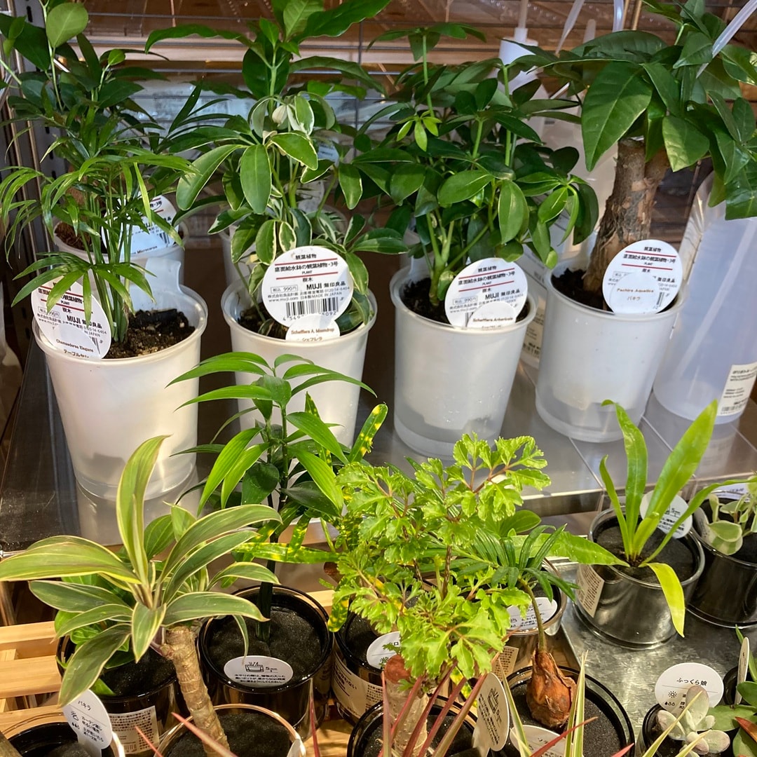 【那珂川】グリーン入荷しました！_RwU60b
