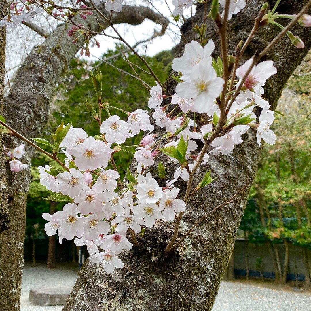 桜