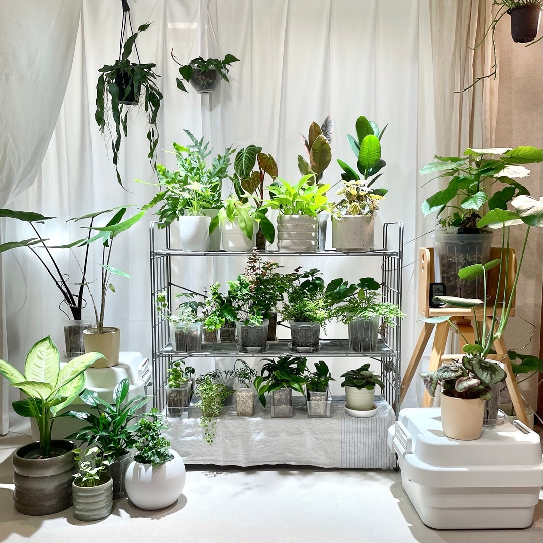 【キャナルシティ博多】植物とくらす_1HyPHf
