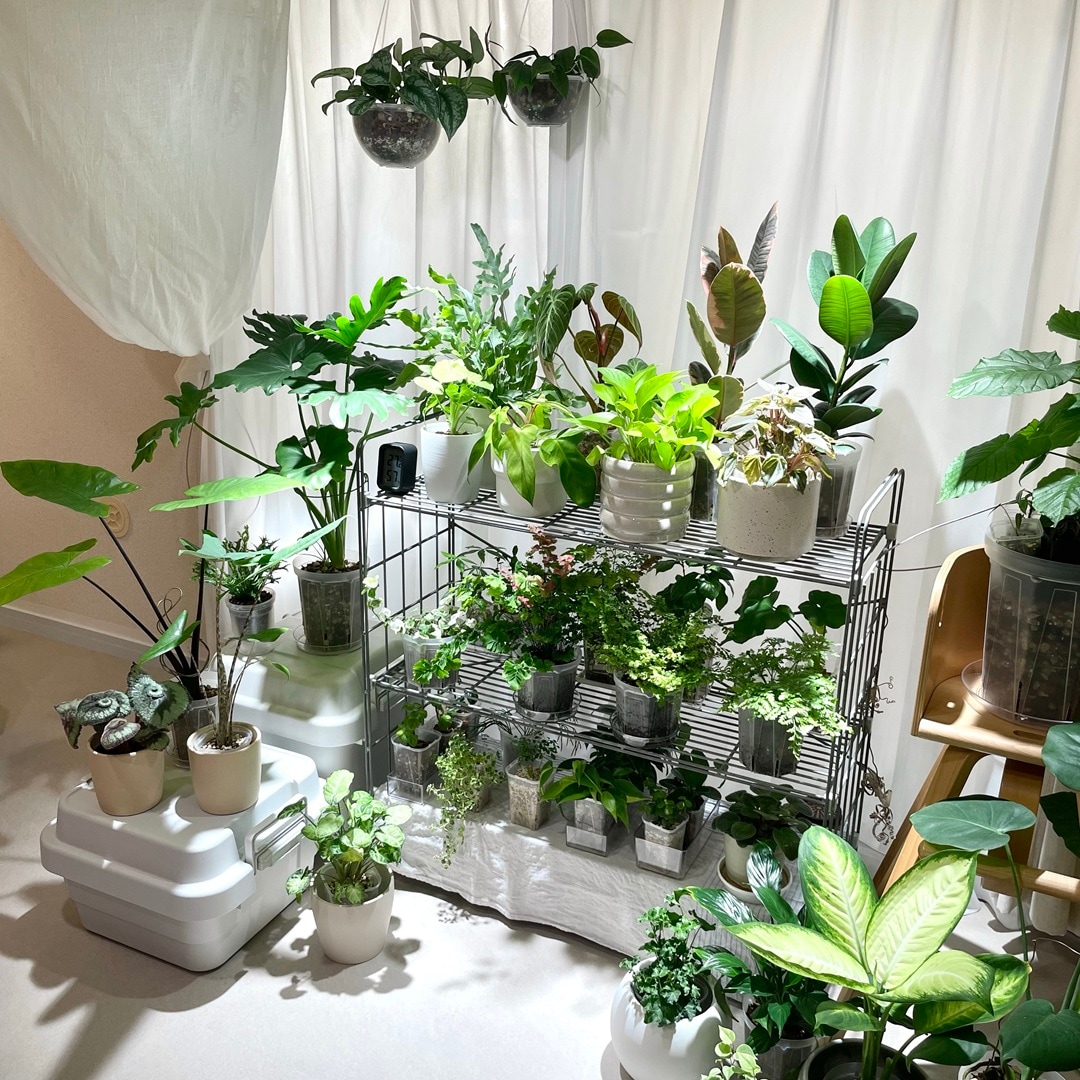 【キャナルシティ博多】植物とくらす_1BmUp4