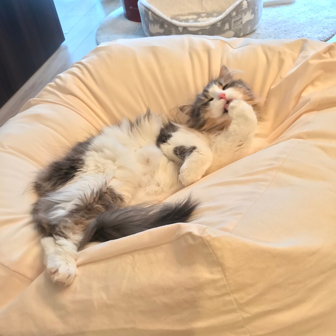 【ザ・モール仙台長町】フィットするソファでくつろぐ猫