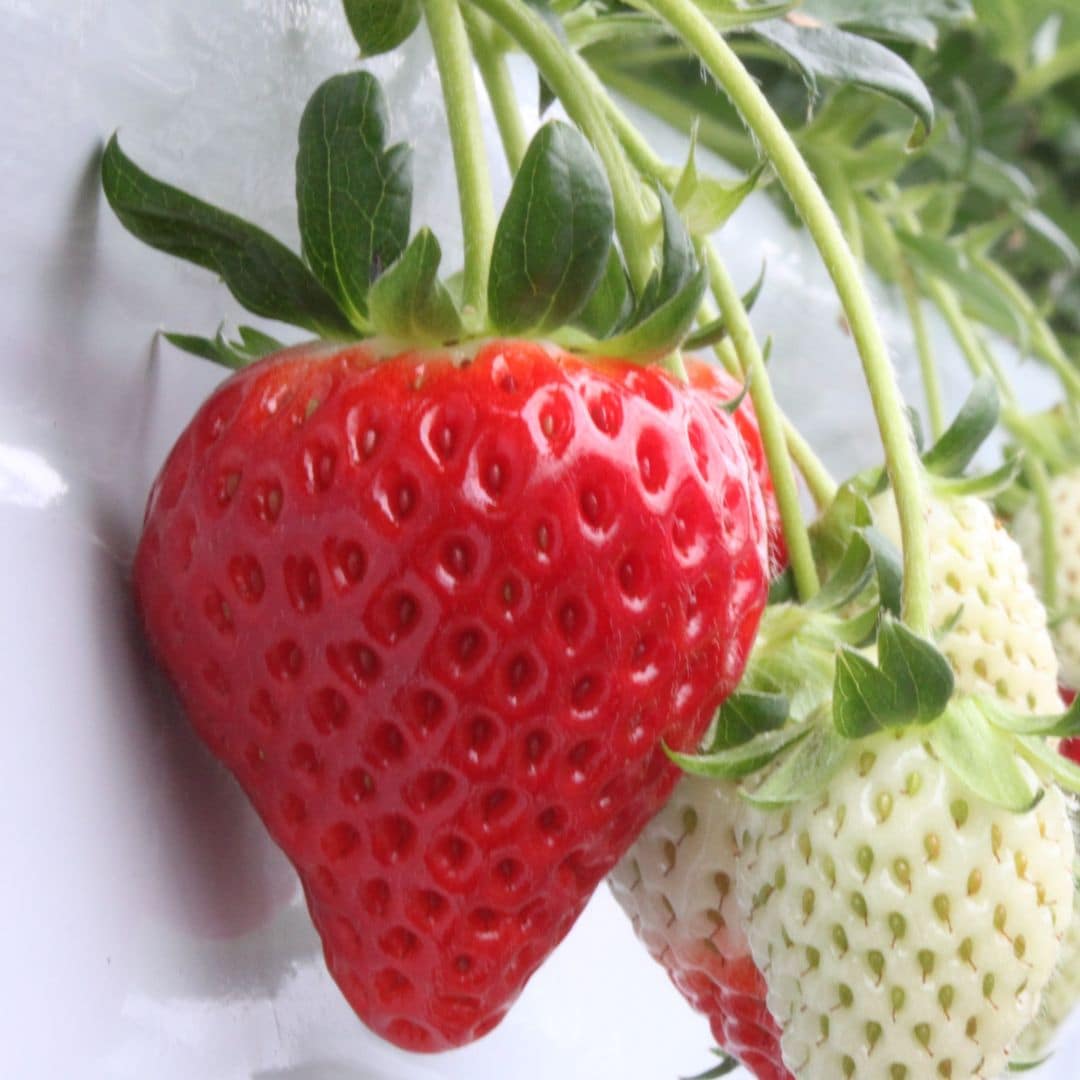 【銀座】苺をお届けします。｜1F 食品　