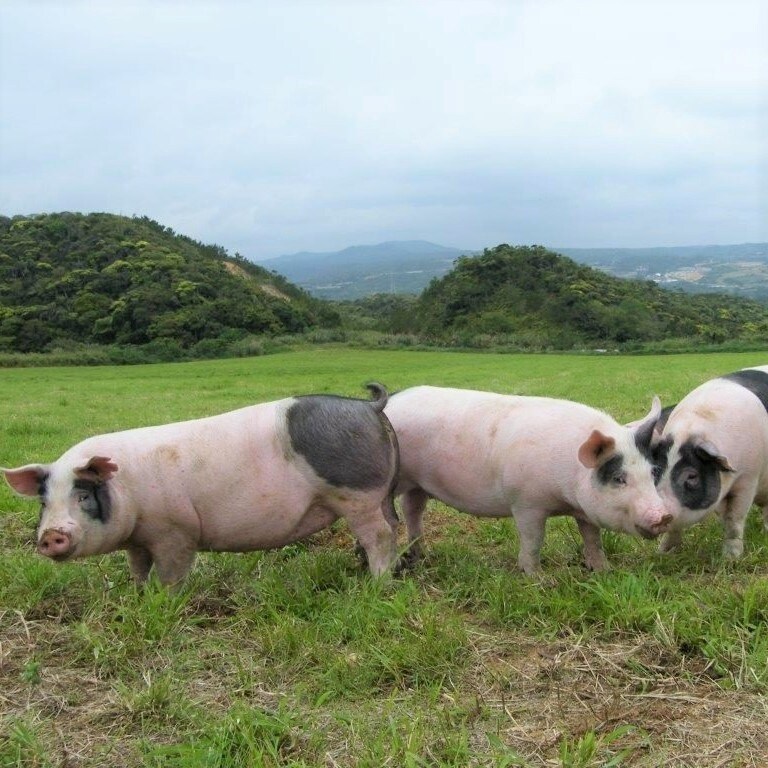 【堺北花田】『沖縄あぐ～豚 しゃぶしゃぶ用』プレゼントキャンペーン｜精肉売場から